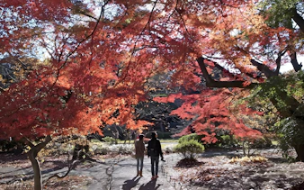 Visitors walking under vibrant autumn leaves in Shinjuku Gyoen, Tokyo.