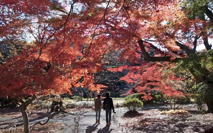 Visitors walking under vibrant autumn leaves in Shinjuku Gyoen, Tokyo.