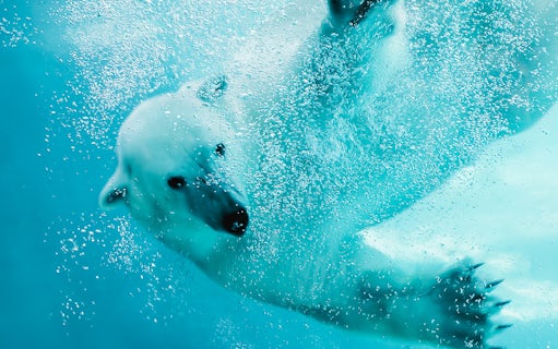 Polar bear swimming underwater at Asahiyama Zoo, Hokkaido.