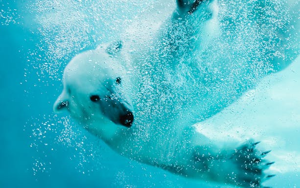 Polar bear swimming underwater at Asahiyama Zoo, Hokkaido.