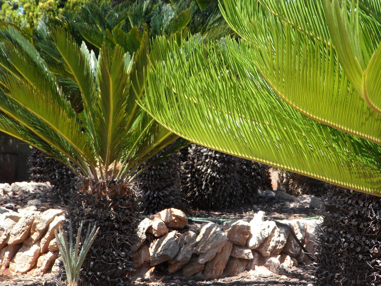 Look out for the world's oldest pot plant