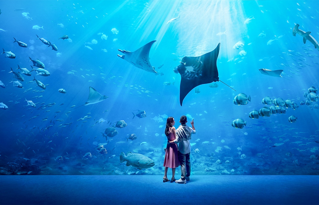 Couple observing manta rays and fish at SEA Aquarium.