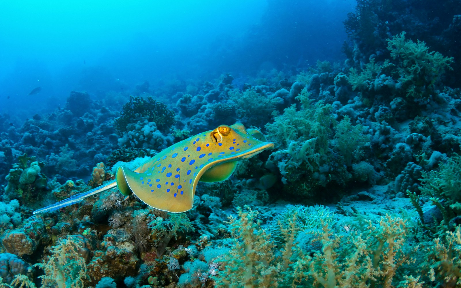 Blue-spotted stingray swimming over coral reef in clear ocean water.