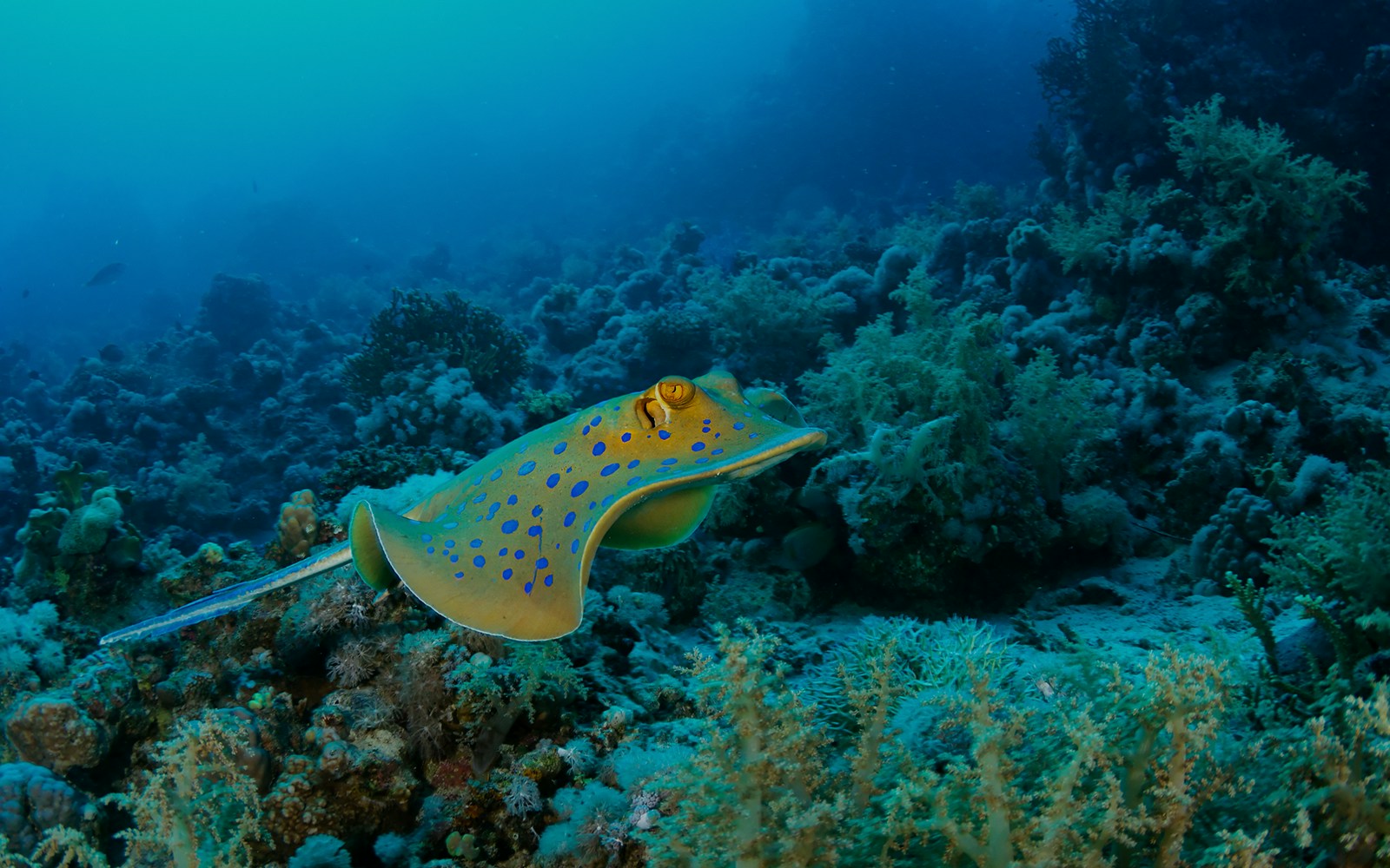Blue-spotted stingray swimming over coral reef in clear ocean water.