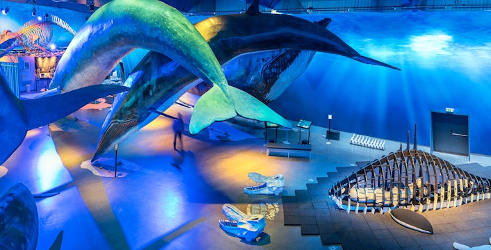 Whales of Iceland Museum