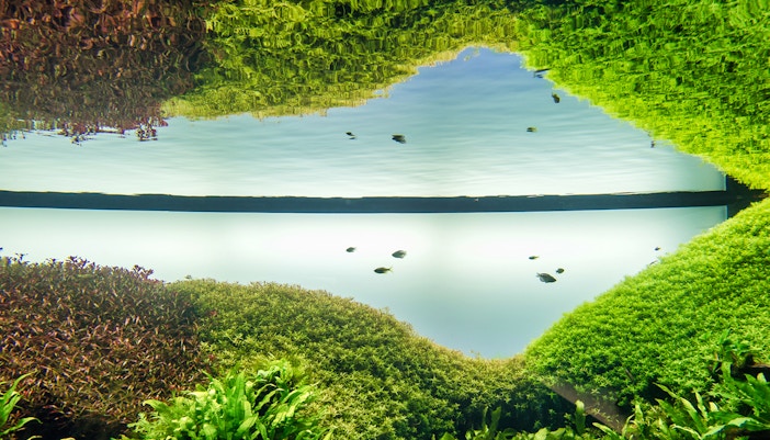 Underwater view of lush greenery and small fish at Lisboa's Oceanário.
