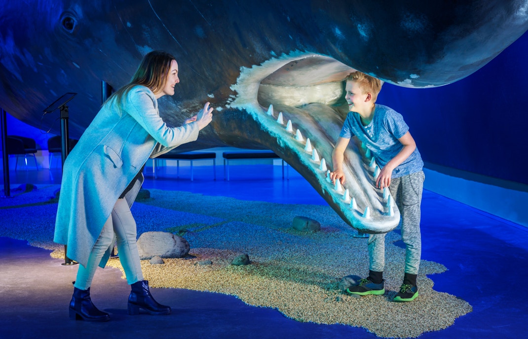 Life sized Whales inside Whales of Iceland Museum