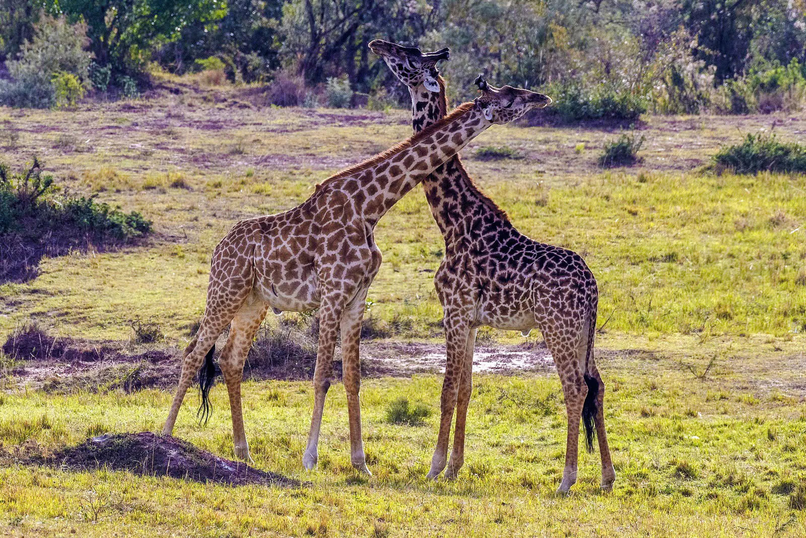 Giraffes interacting at Giraffe Centre, Nairobi city tour.