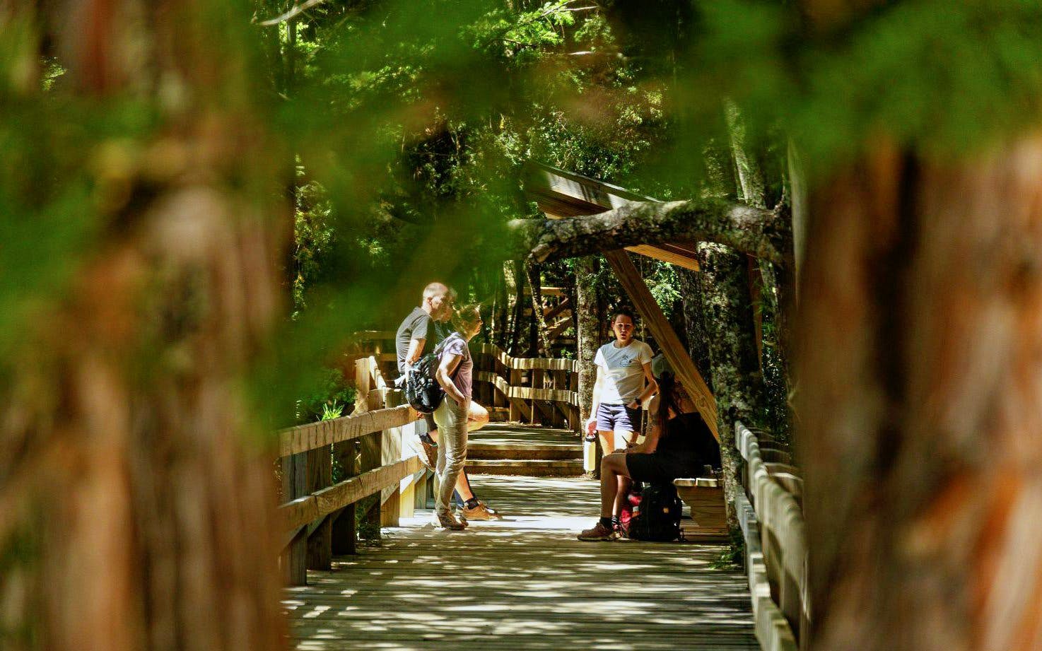 Forest pathway in Valdivian rainforest near Los Cántaros Waterfall with hikers.