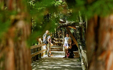 Forest pathway in Valdivian rainforest near Los Cántaros Waterfall with hikers.
