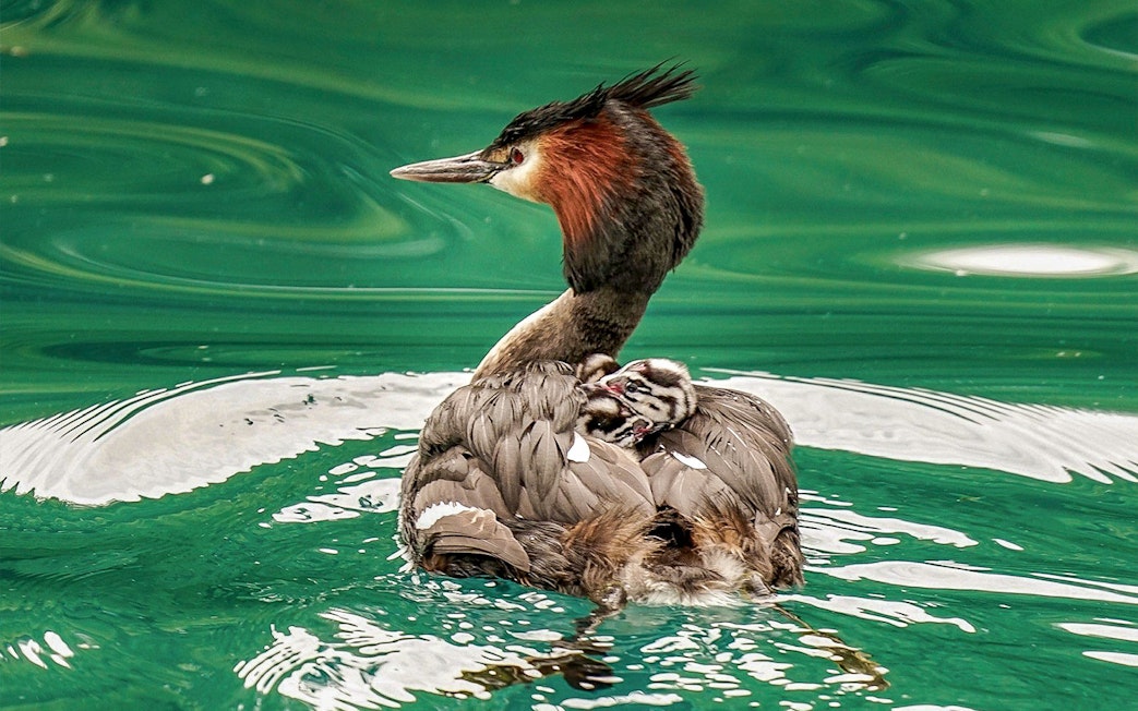 Great crested grebe with chick on its back in Lake Wakatipu during Queenstown cruise.