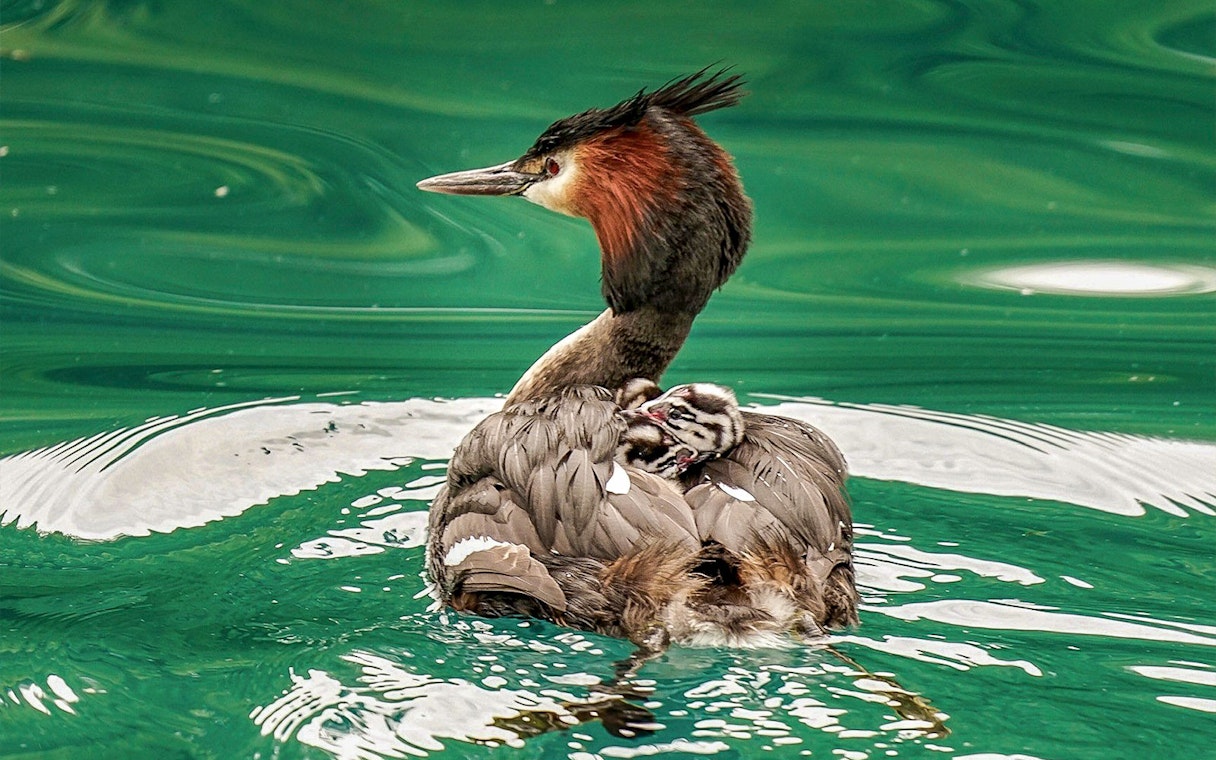 Great crested grebe with chick on its back in Lake Wakatipu during Queenstown cruise.