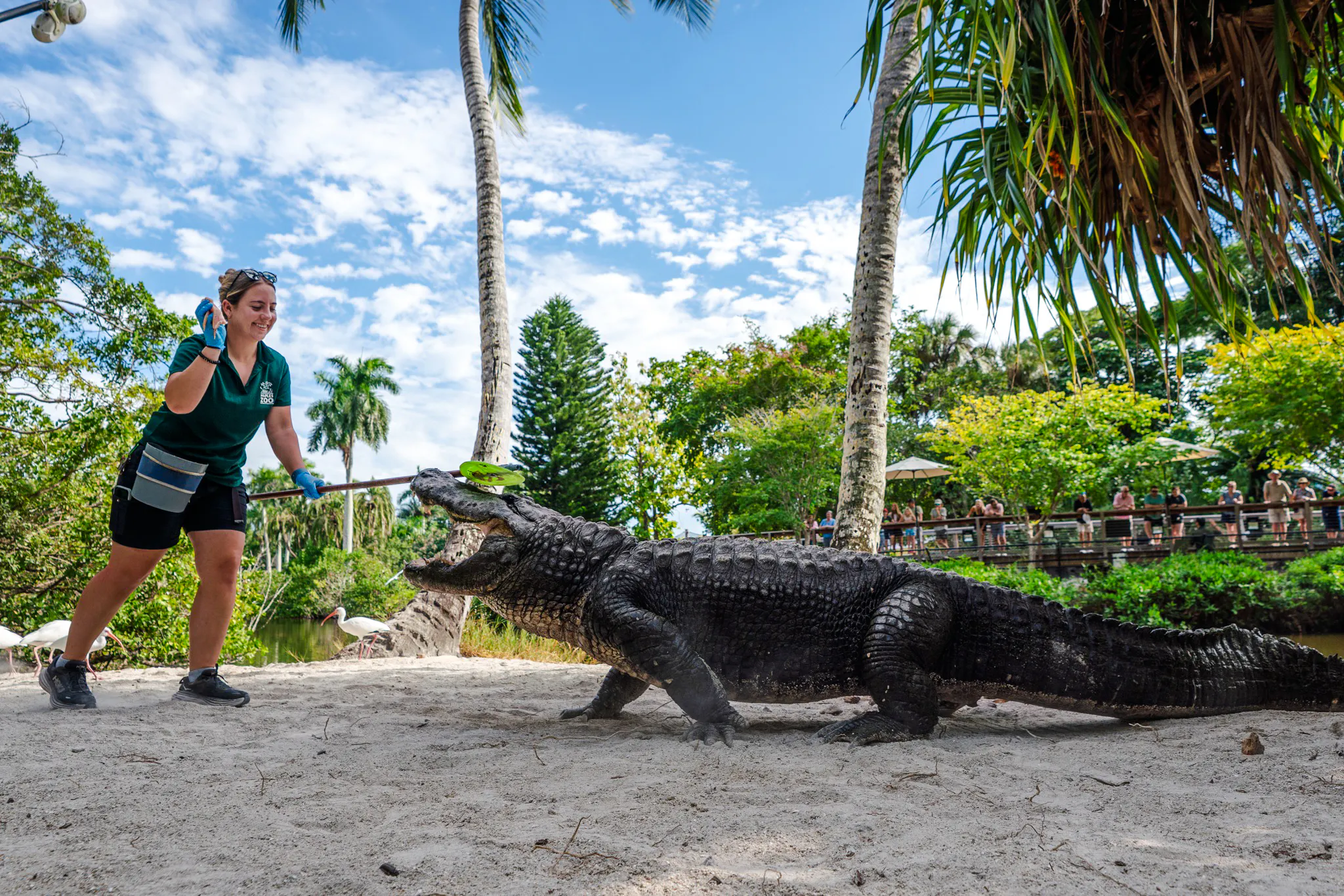 Zookeeper feeding an alligator at Naples Zoo, Miami.