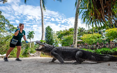 Zookeeper feeding an alligator at Naples Zoo, Miami.