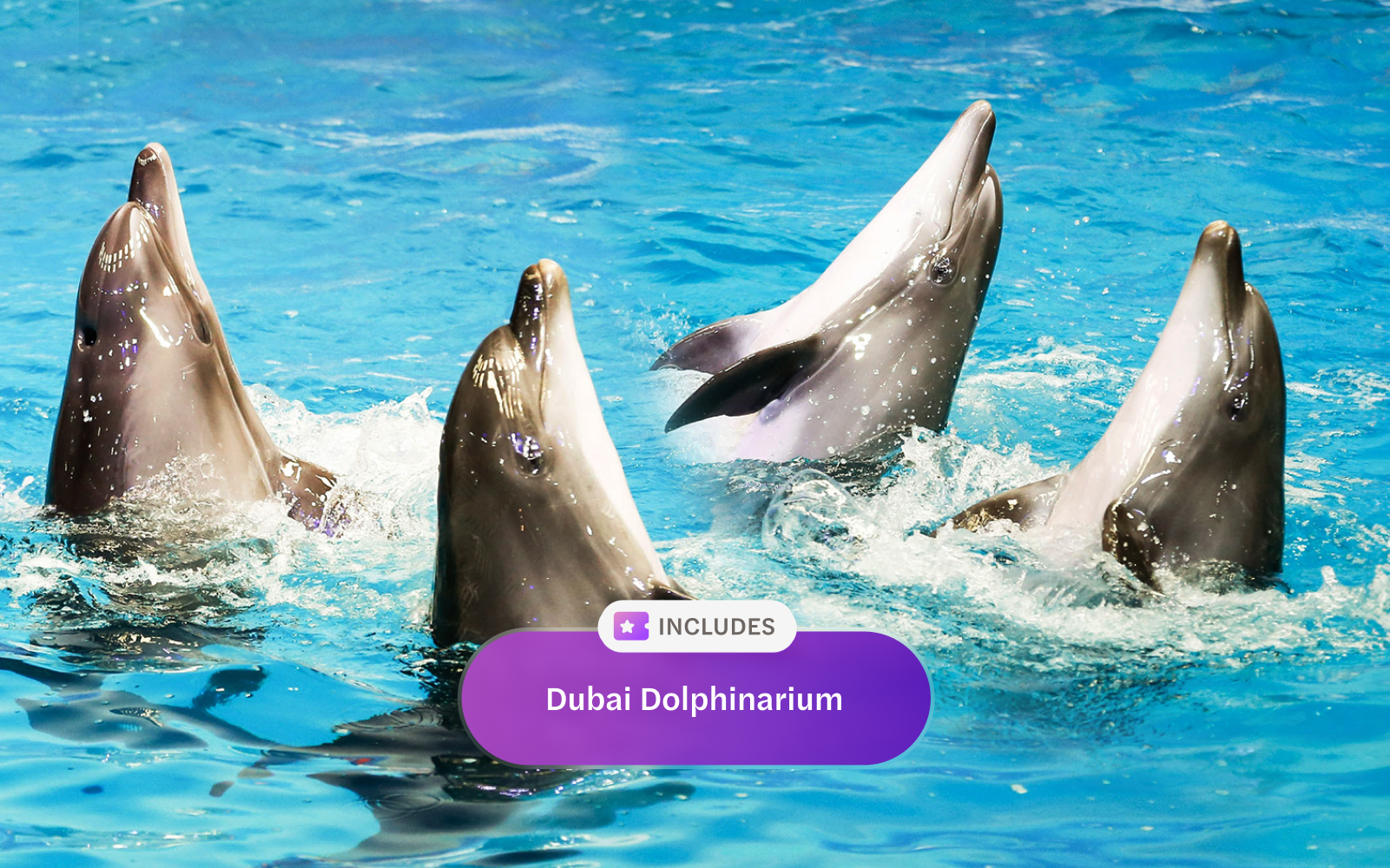 Dolphins performing at Dubai Dolphinarium show.
