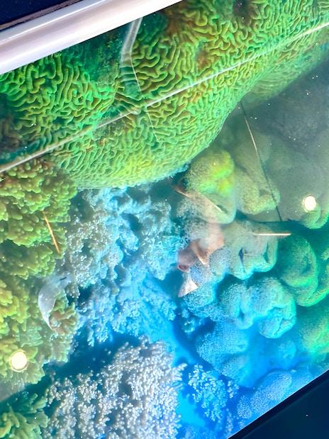 Glass bottom boat view of coral reefs in Whitsundays.