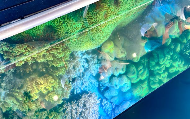 Glass bottom boat view of coral reefs in Whitsundays.