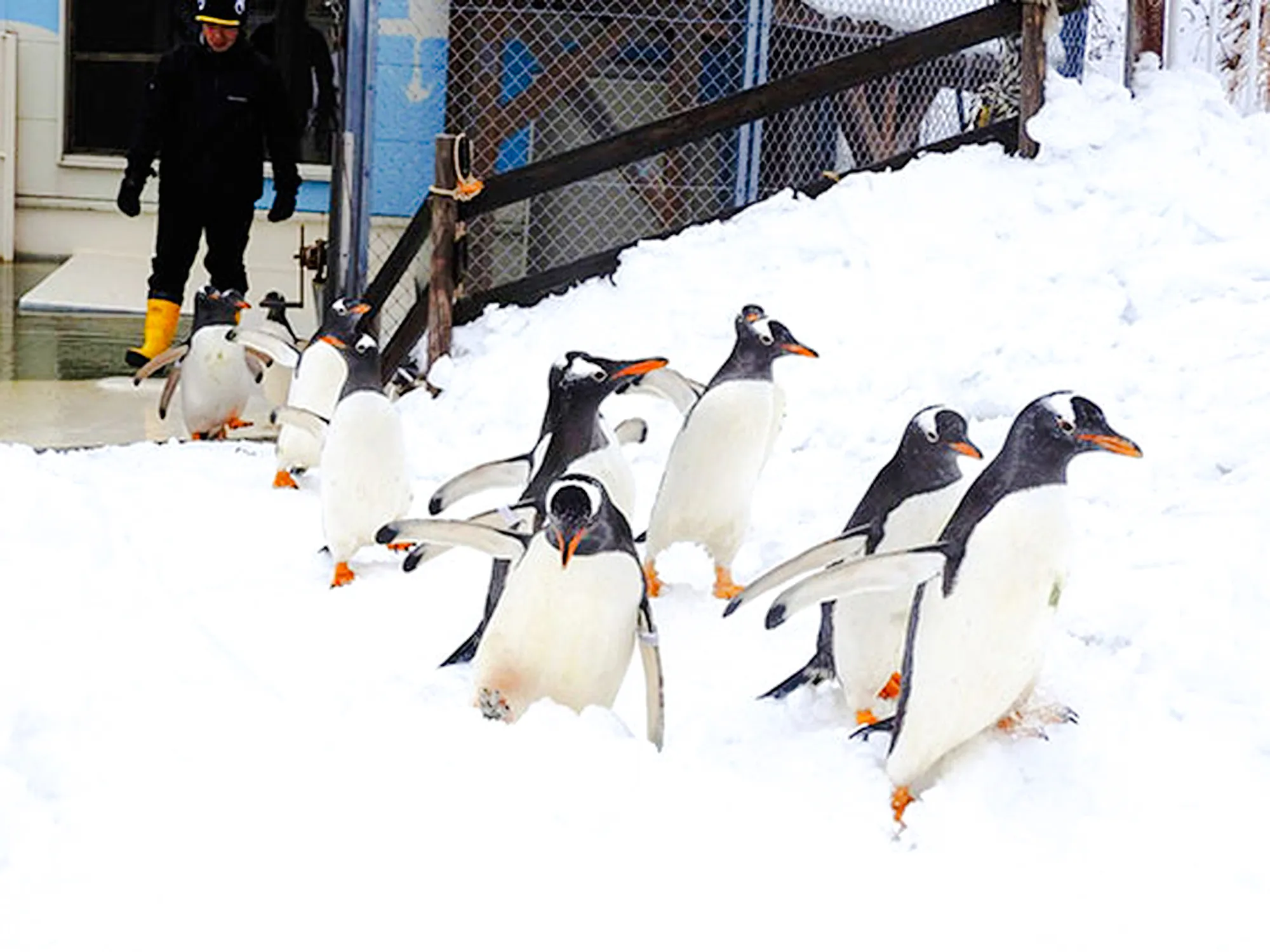 Penguins walking in snow at Sapporo's Otaru Snow Park, Hokkaido.