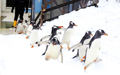 Penguins walking in snow at Sapporo's Otaru Snow Park, Hokkaido.