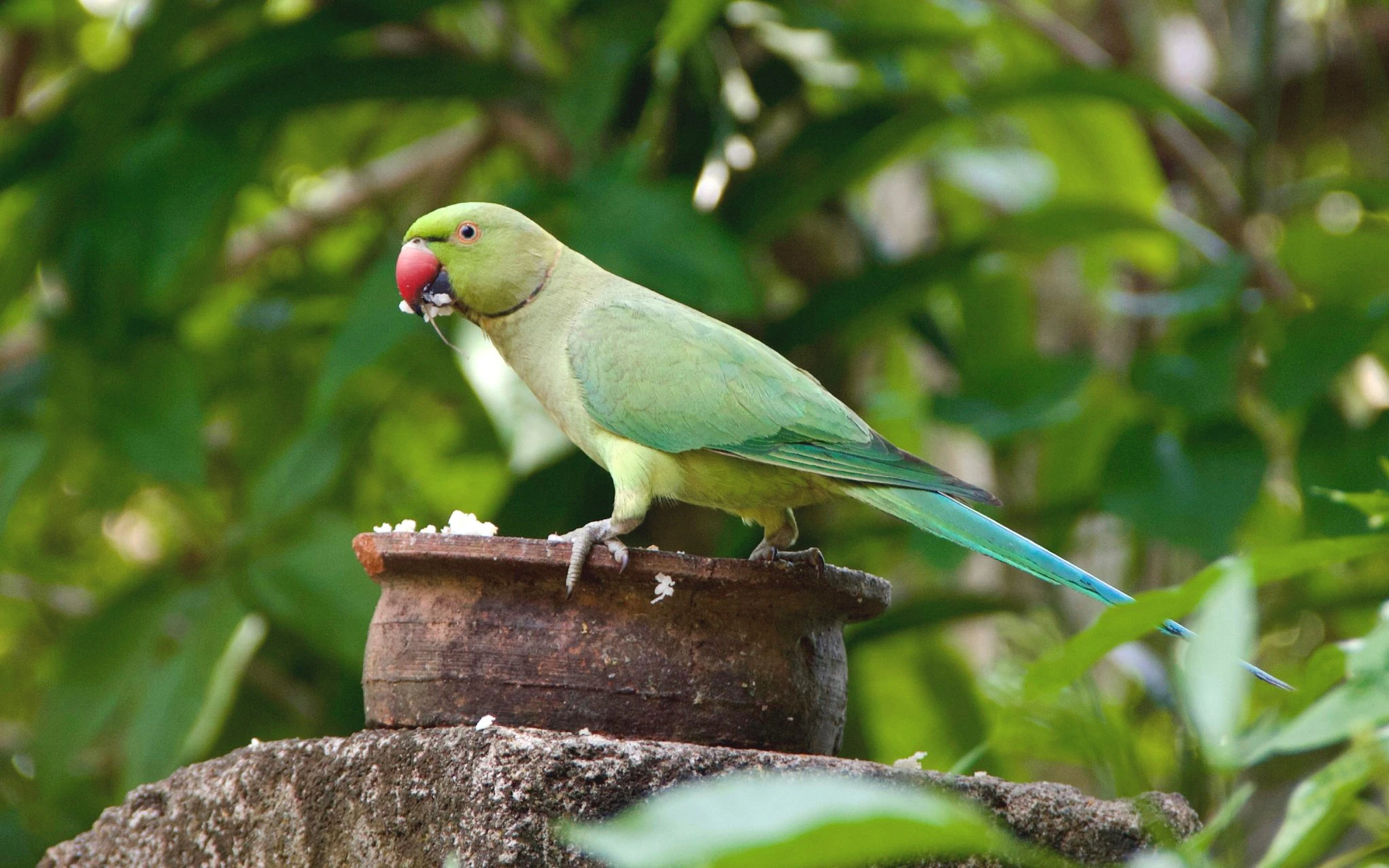 Rose-ringed parakeet eating from clay pot in tropical garden, Sri Lanka.
