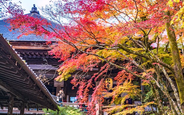 Historic temple surrounded by vibrant autumn leaves on the Keihan Railway Otsu Line.