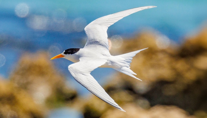 Fairy tern in flight over coastal rocks and ocean.