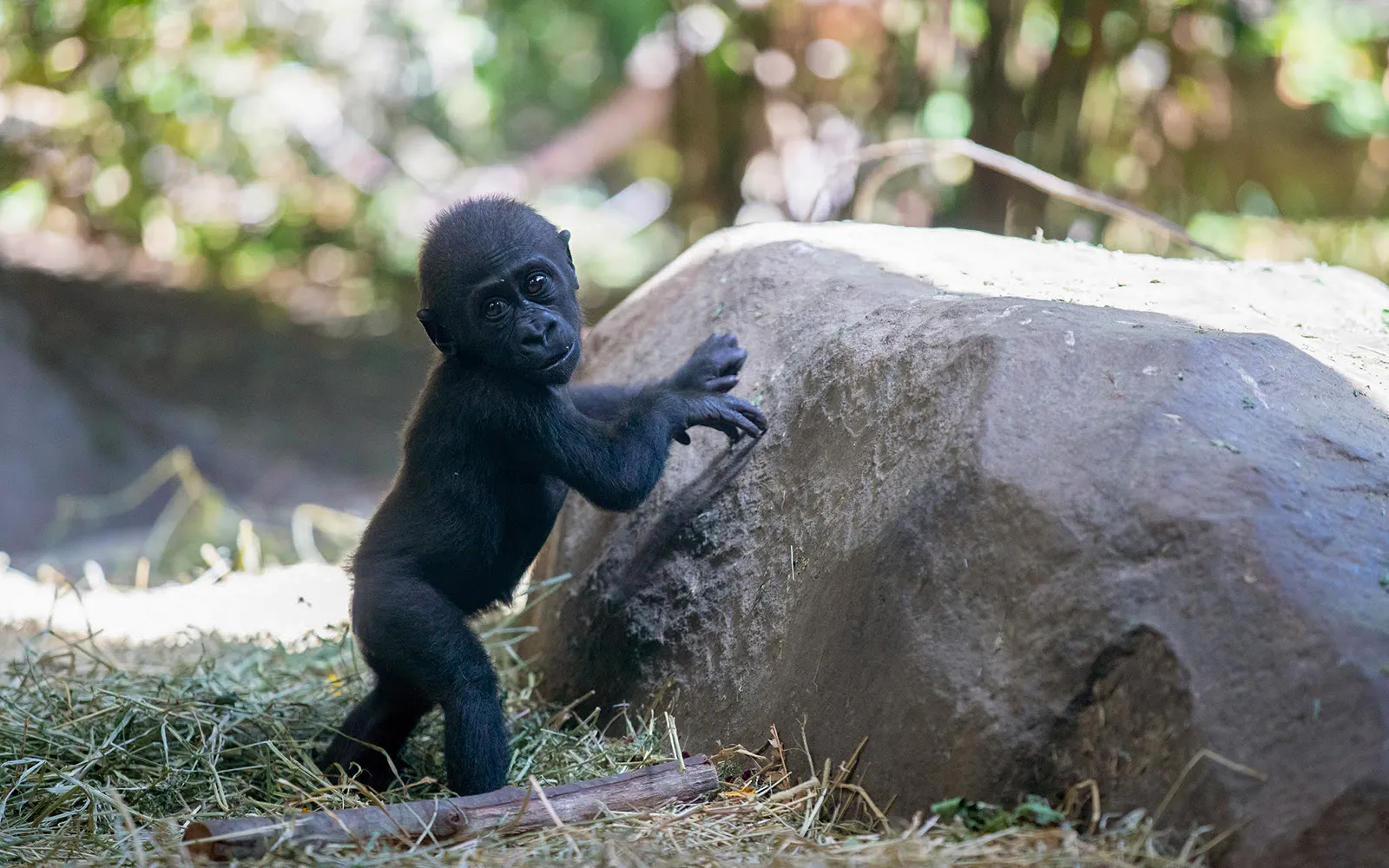 Baby gorilla near a rock at Seattle Zoo, part of Seattle CityPASS® attractions.