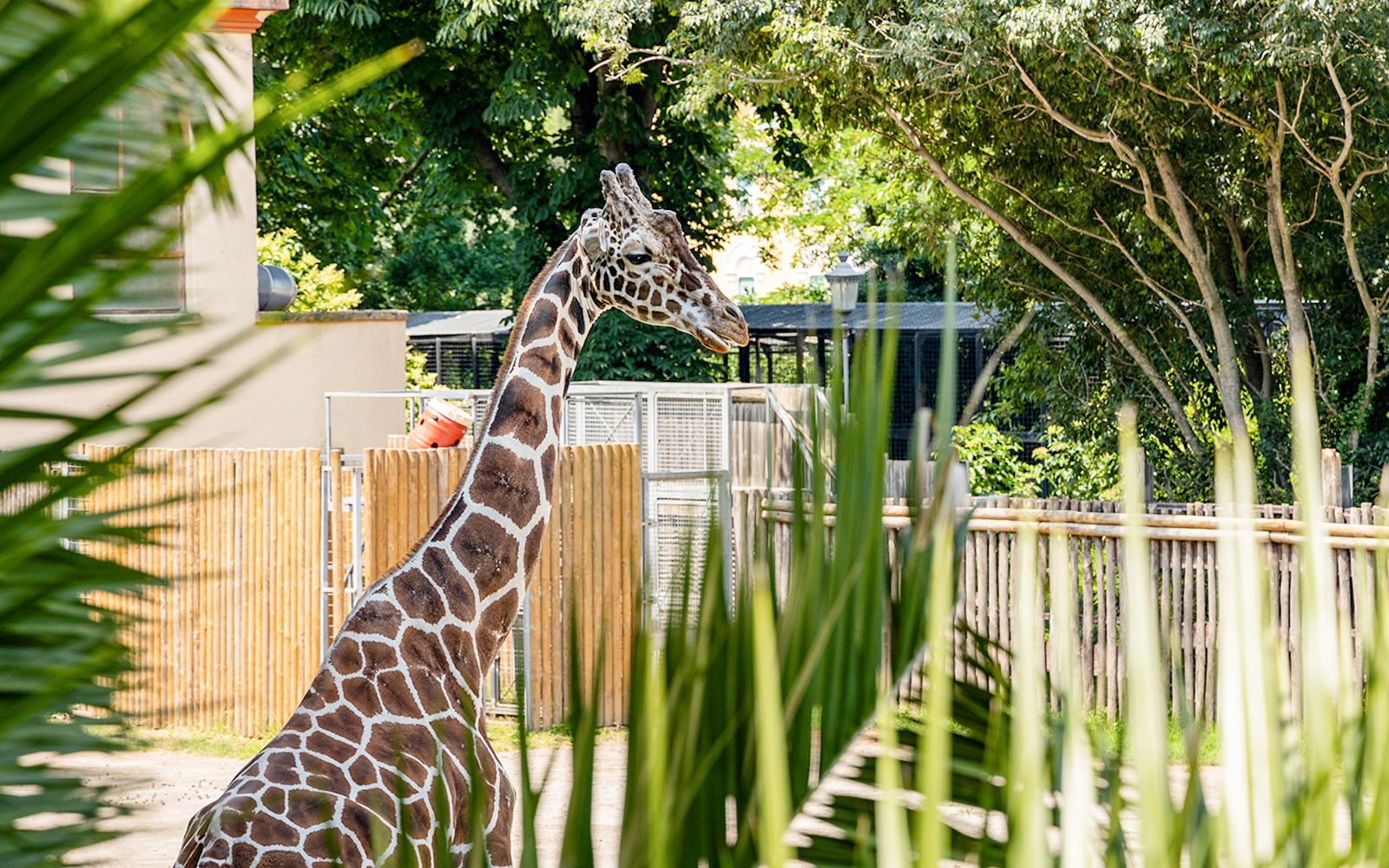 Giraffe standing in enclosure at Rome Bioparco.