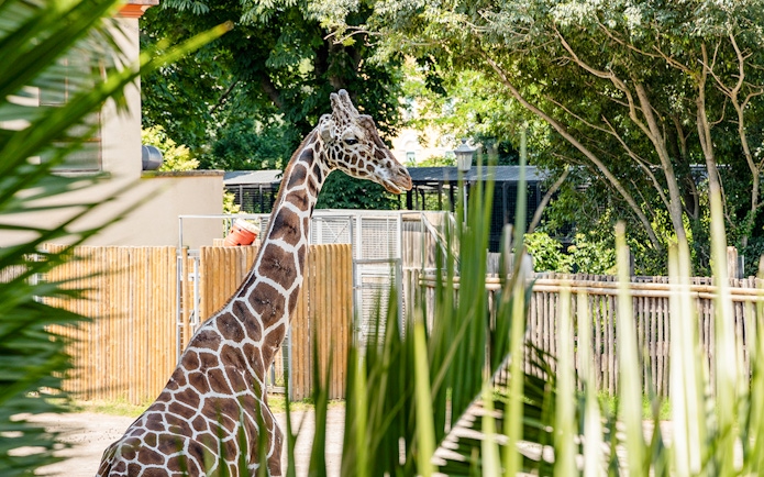 Giraffe standing in enclosure at Rome Bioparco.