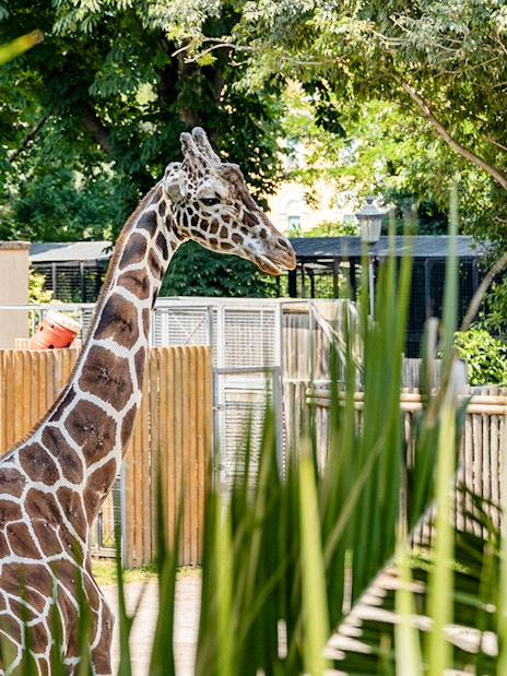 Giraffe standing in enclosure at Rome Bioparco.