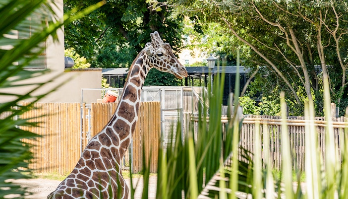 Giraffe in the middle of the African Savannah Zone