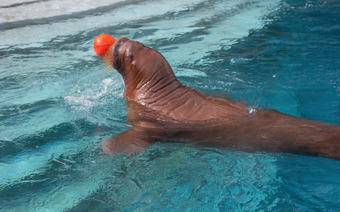 Sea lion playing with a ball at The Land of Legends Theme Park.