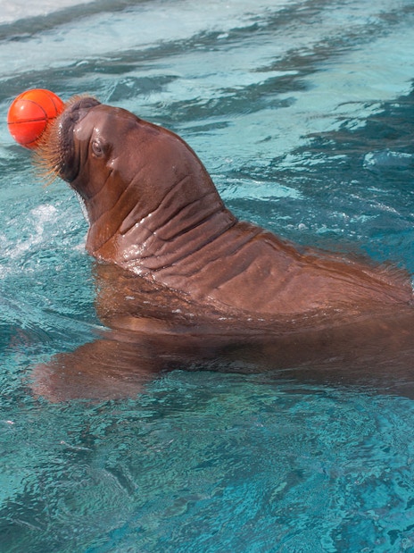 Sea lion playing with a ball at The Land of Legends Theme Park.