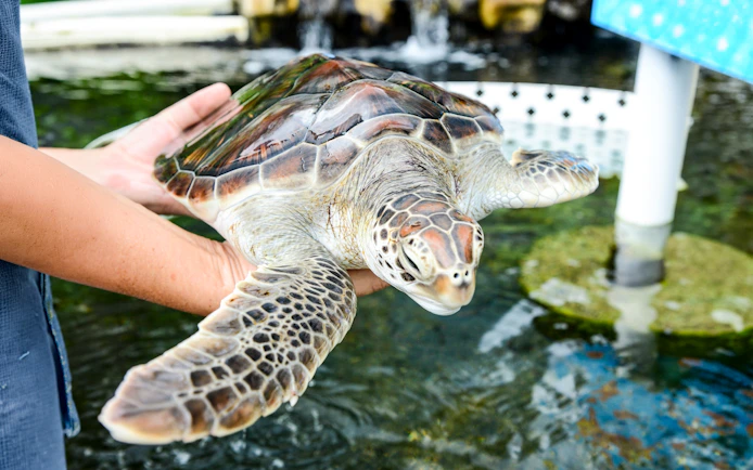 Sea turtle being held at Sea Life Park Hawaii.