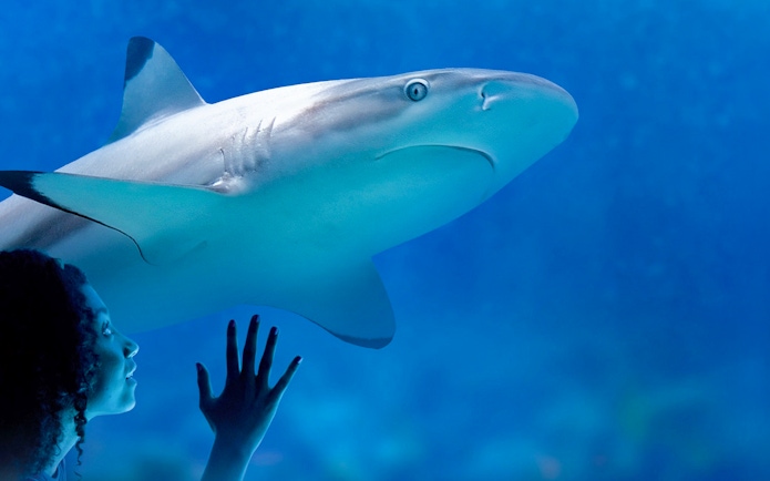 Shark swimming in the Tropical Ocean zone at SEA LIFE Munich with visitor observing.