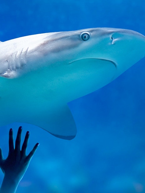 Shark swimming in the Tropical Ocean zone at SEA LIFE Munich with visitor observing.