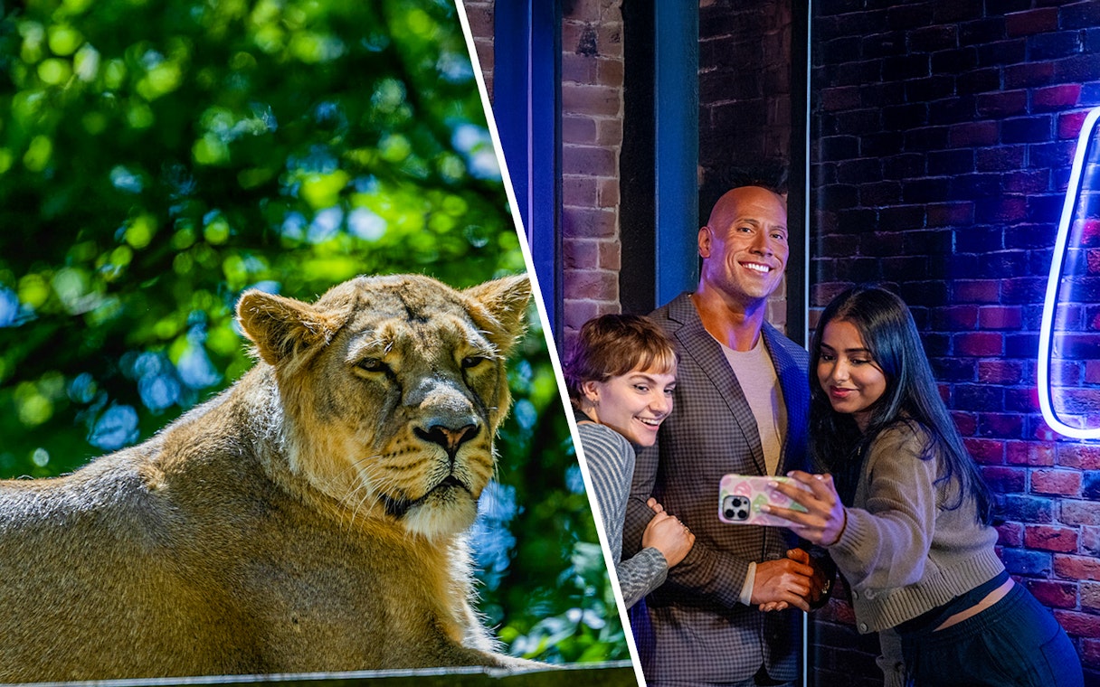 Lion in a zoo enclosure and visitors taking a selfie with a wax figure indoors.