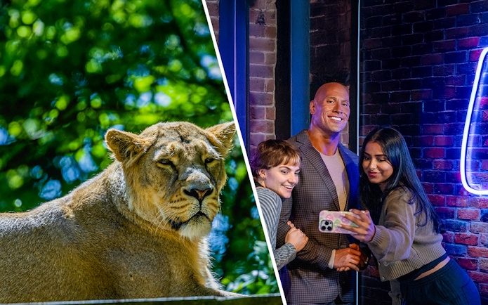 Lion in a zoo enclosure and visitors taking a selfie with a wax figure indoors.