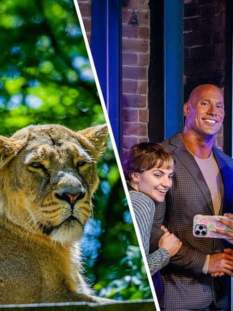 Lion in a zoo enclosure and visitors taking a selfie with a wax figure indoors.
