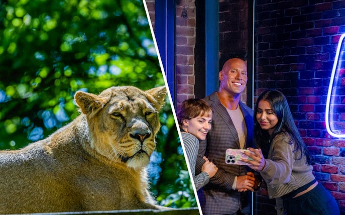 Lion in a zoo enclosure and visitors taking a selfie with a wax figure indoors.
