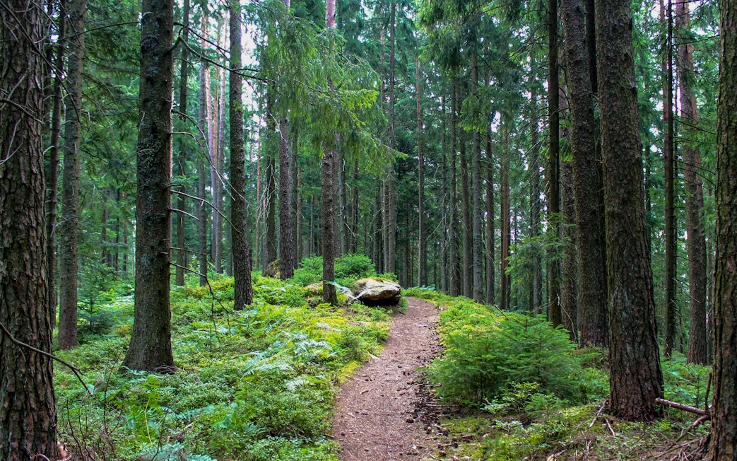Trail through dense forest in Black Forest, Germany.