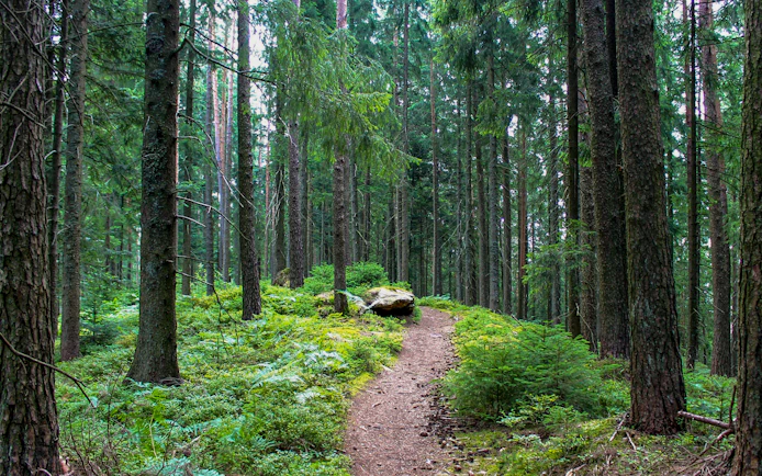 Trail through dense forest in Black Forest, Germany.