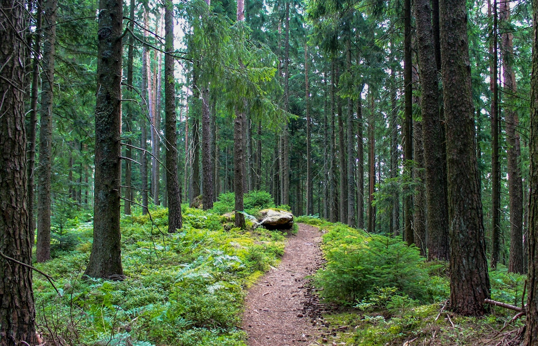 Trail through dense forest in Black Forest, Germany.
