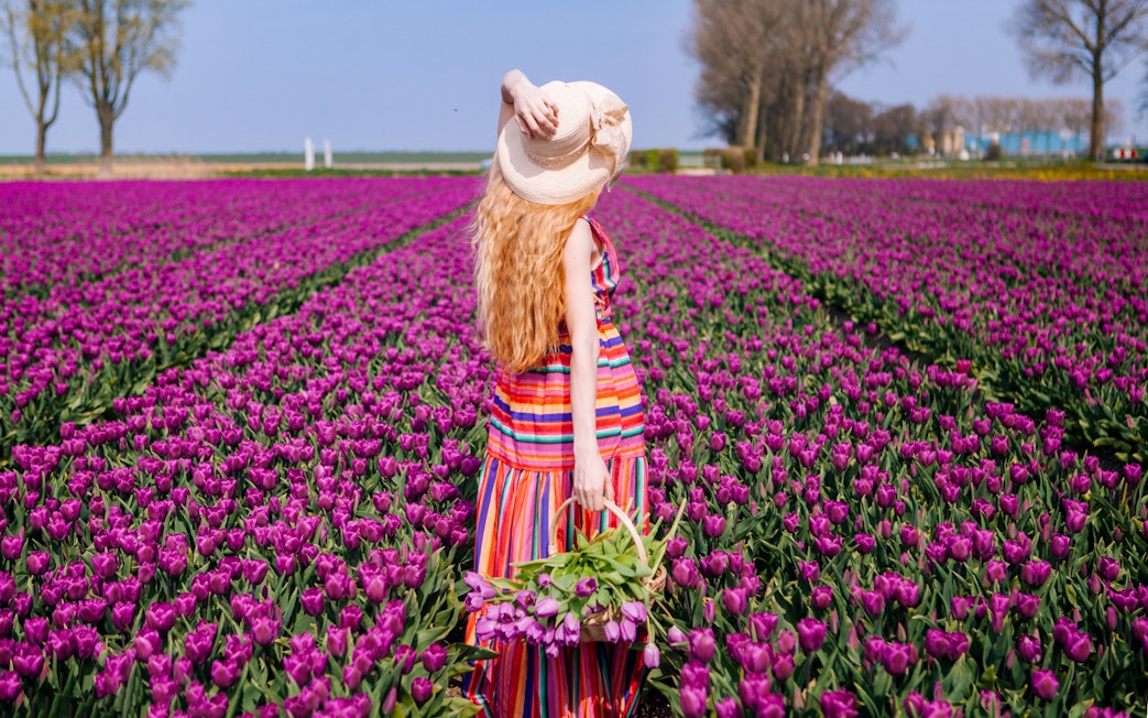 Person walking through a field of purple tulips at Keukenhof, Netherlands.