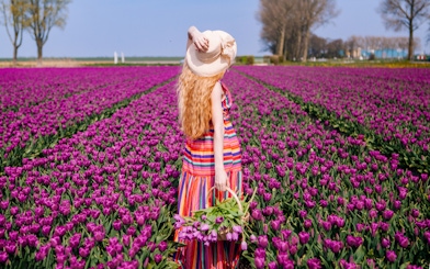 Person walking through a field of purple tulips at Keukenhof, Netherlands.