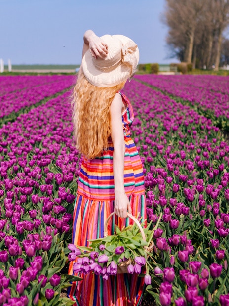 Person walking through a field of purple tulips at Keukenhof, Netherlands.