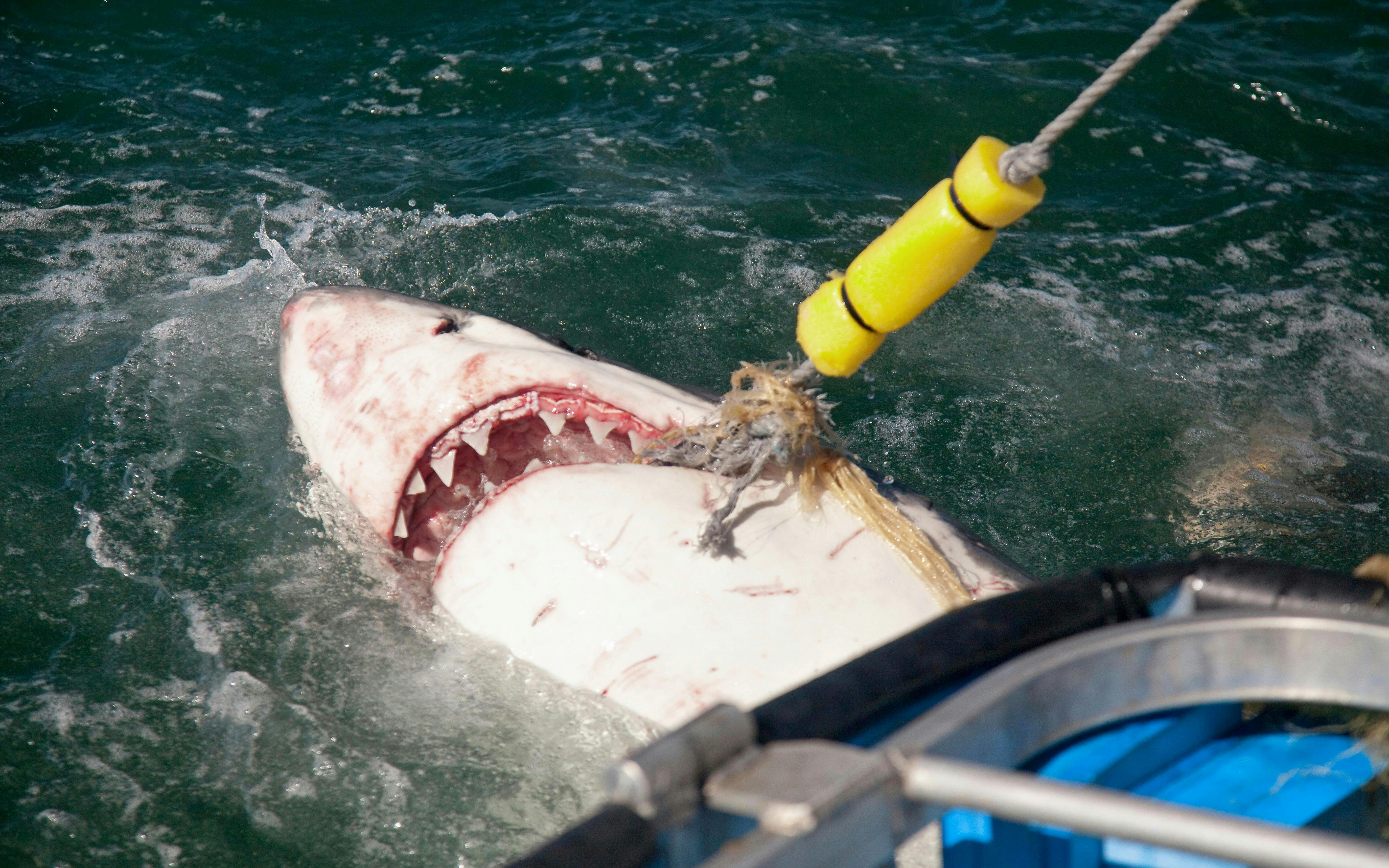 White shark biting bait near cage during dive in South Africa.