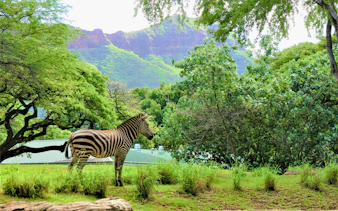Zebra standing in lush greenery at Honolulu Zoo with mountains in the background.