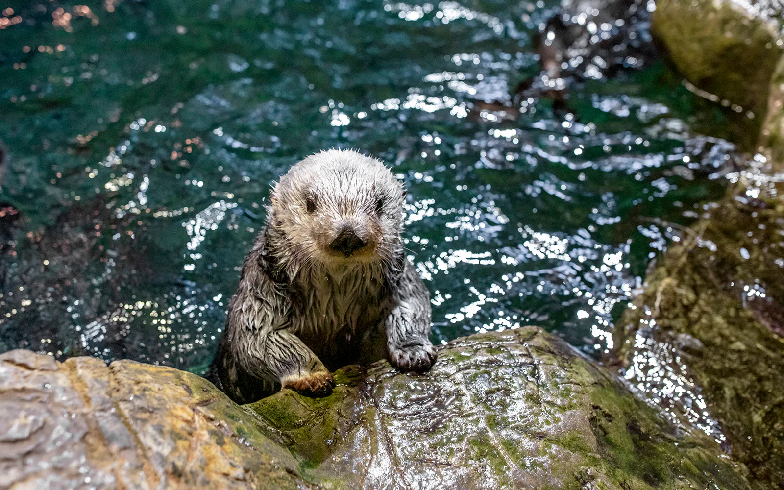 Sea otter at Shedd Aquarium, Chicago, part of the Chicago CityPASS® tour.