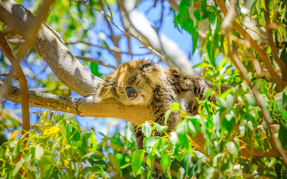 Koala sleeping on a tree branch at Yanchep National Park.